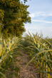 uprawa rolna, Pole zielonej kukurydzy w oddali niebo i drzewa 