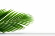 a green palm leaf on a white background