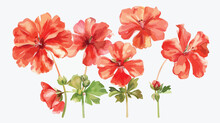 Red Geranium Flowers Isolated On White Background