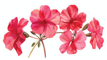 Red Geranium Flowers Isolated On White Background