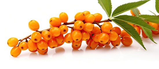 Poster - A detailed close-up image of a cluster of vibrant orange berries growing on a tree branch, with green leaves in the background