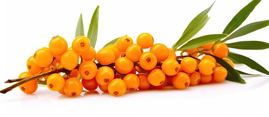Poster - A close up view of a cluster of vibrant orange sea buckthorn berries growing on a branch with green leaves against a white background