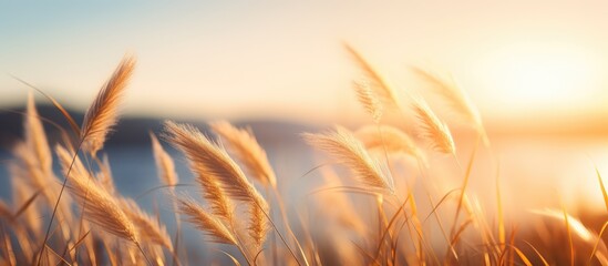 Aufkleber - Lush and tall grasses gently bending in the wind at sunset beside a peaceful body of water