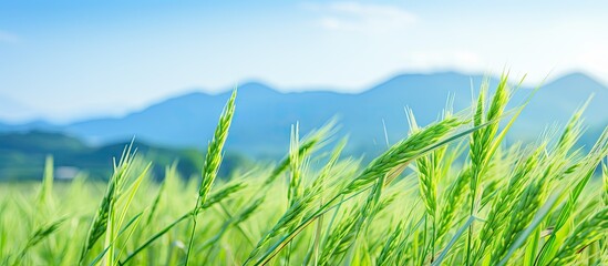 Aufkleber - Scenic view of lush green grass field stretching towards distant mountains, creating a peaceful rural landscape