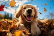 Golden retriever playing in autumn leaves