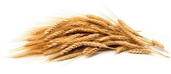 Poster - A close up of a bunch of ripe golden wheat arranged on a clean white surface, showcasing the grains' texture and color contrasts