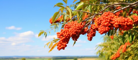 Poster - A close-up view of a cluster of ripe rowan berries growing on a tree branch on a clear autumn day
