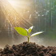 The Sapling are growing from the soil with sunlight with digital data information. Creative Banner. Copyspace image