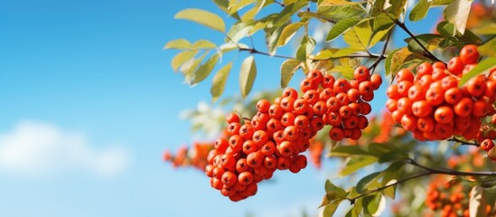 Poster - Cluster of ripe rowan berries on a tree branch captured in a nature landscape on a clear autumn day