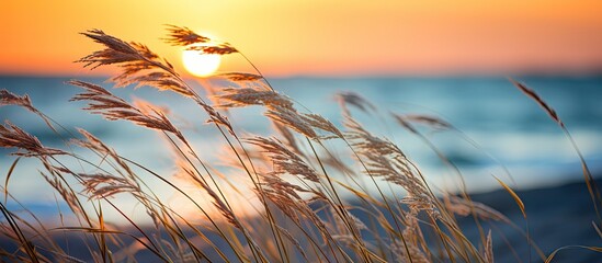 Aufkleber - Sunset illuminating wild grasses on beach coast, creating a serene and beautiful autumn scene with shallow depth of field