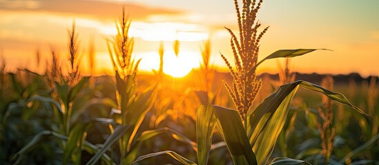Wall Mural - Scenic view of a cornfield with mature plants and tassels backlit by the setting sun in the background