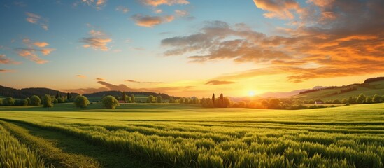 Poster - The sun setting over a vast field of golden wheat against a beautiful sky background