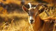 Brown Goat Grazing in a Rural Pasture - A Beautiful Farm Animal in Nature for Agriculture and Village Scenes