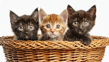 Three Young Kittens Peering Out Of A Wicker Basket