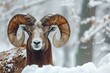 Wild Sheep in Winter Landscape. Close-up Portrait of Majestic Mouflon in Natural Habitat Covered in Snow and Ice in Czech Republic