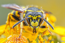 Garden Wasp On A Yellow Wild Flower, Macro, Focused On The Head Alone.