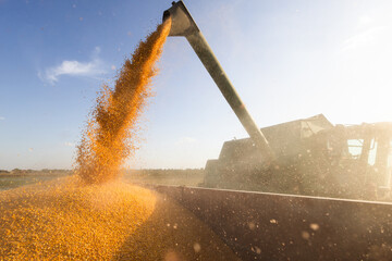 Wall Mural - Combine transferring corn after harvest