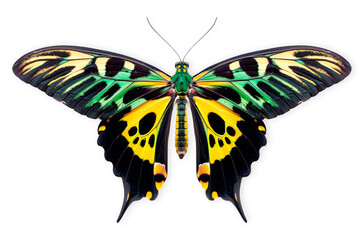 Wall Mural - Beautiful Priam's green Birdwing butterfly isolated on a white background with clipping path