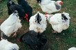Detailaufnahme von freilaufenden  schwarz weißen Hühnern auf einer kleinen bäuerlichen ökologischen Farm