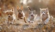 © Just Bella - Cute funny dog and cat group jumps and running and happily a field blurred background, Generative AI