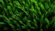 Close-up of green grass texture background