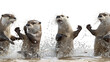 Four playful otters, splashing in water, captured mid-motion in a lively interaction isolated on white background