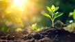 young plant growing from a patch of earth with beautifu 2a7b7ae9-4f23-44fe-b568-c7f02616a21e