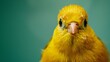 close-up of a canaries on a green background, gazing directly at the camera in a professional photo studio setting. Perfect for a pet shop banner or advertisement