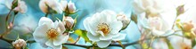 Beautiful Flower. Blooming White Roses Bush Against Blue Sky In Spring Garden