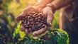 Hands holding fresh coffee beans in sunlight - Close-up image of hands cupping freshly harvested coffee beans with a sunlight background, representing agriculture and natural products