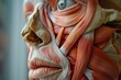 Anatomical Beauty Muscles of the Human Face in Detail