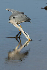 Wall Mural - Grey Heron (Bloureier) (Ardea cinerea) fishing near the Levubu river in the Pafuri region of the in Kruger National Park, Limpopo, South Africa