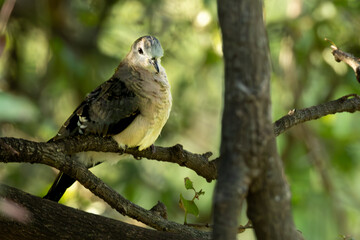 Tambourine Dove (Witborsduifie) (Turtur tympanistria) near Pafuri Picnic site in Kruger National Park near Crook’s Corner, Pafuri, Limpopo, South Africa