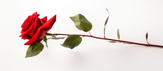 Poster - A single red rose with green leaves stands out against a white background, showcasing the beauty and elegance of this flowering plant