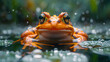 A cute frog swims in the water and looks at the camera