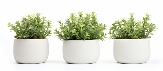 Sticker - Three houseplants in white flowerpots placed on a white rectangular flooring background. The plants include a shrub, grass, and groundcover