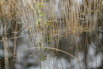 Wall Mural - reeds in the lake