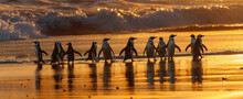 A Group Of Penguins Waddling Along The Beach In Cape Town, South Africa