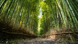 Fototapeta Dziecięca - Landscape with a sunlit path in beautiful bamboo forest