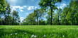 Beautiful spring or summer natural background, landscape with young lush green grass with blooming dandelions on the background of trees in the garden, green field, banner, web banner, wide background