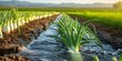 Water on a farm leek onion plantation flows through irrigation canals Conservation of water and reduction of pollution in agriculture Plant care and food, Generative AI 