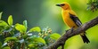 Male Indian golden oriole perched on a tree, Generative AI 