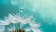 Beautiful rain on dandelion