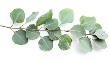 Eucalyptus on White. Isolated Branch and Leaves of Eucalyptus Tree on White Background. Green Nature Closeup