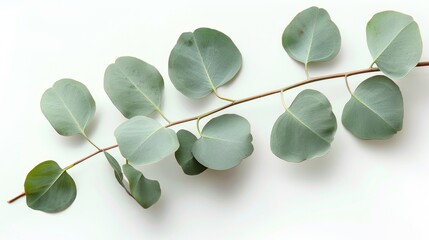 Eucalyptus on White. Isolated Closeup of Green Eucalyptus Leaves and Tree Branch on White Background. Nature Concept
