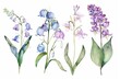 Delicate watercolor spring flowers set, lily of the valley, lilac, coppice, hepatica, hand-drawn floral illustration