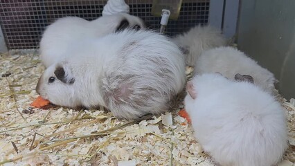 Canvas Print - A group of white rabbits are laying in a cage. One of the rabbits is laying on its back with its head on its paws