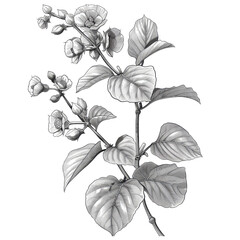 Poster - black and white detailed sketch of kava plant