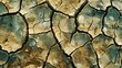 Cracked earth, dry mud texture background.