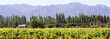 Mendoza Vineyard, Argentina